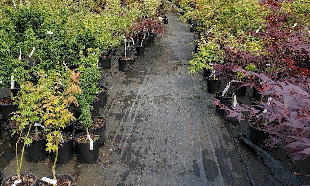 Outback Nursery & Garden Centre