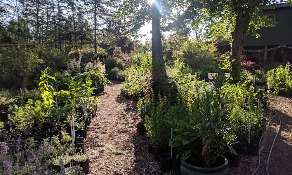 Sumana Garden & Nursery