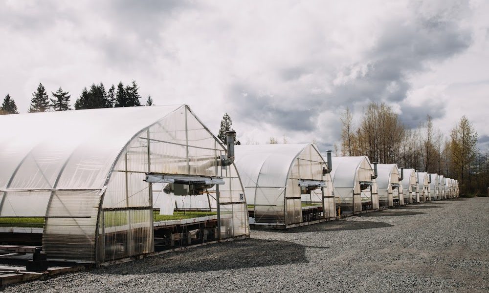 Sylvan Vale Nursery Ltd