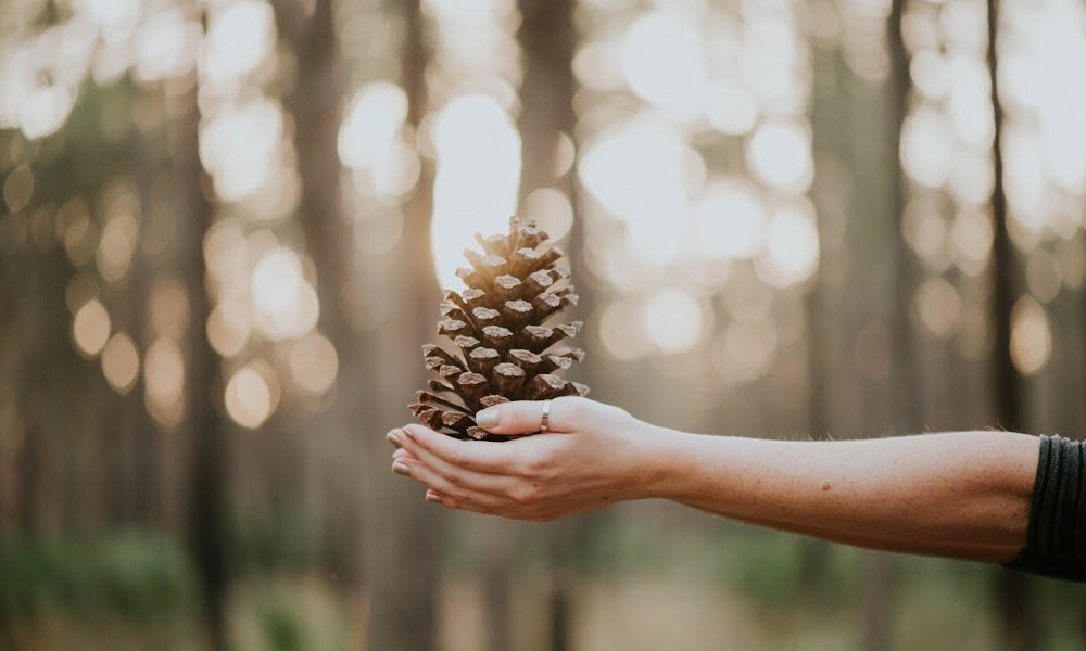 The Pines Yoga & Wellness House