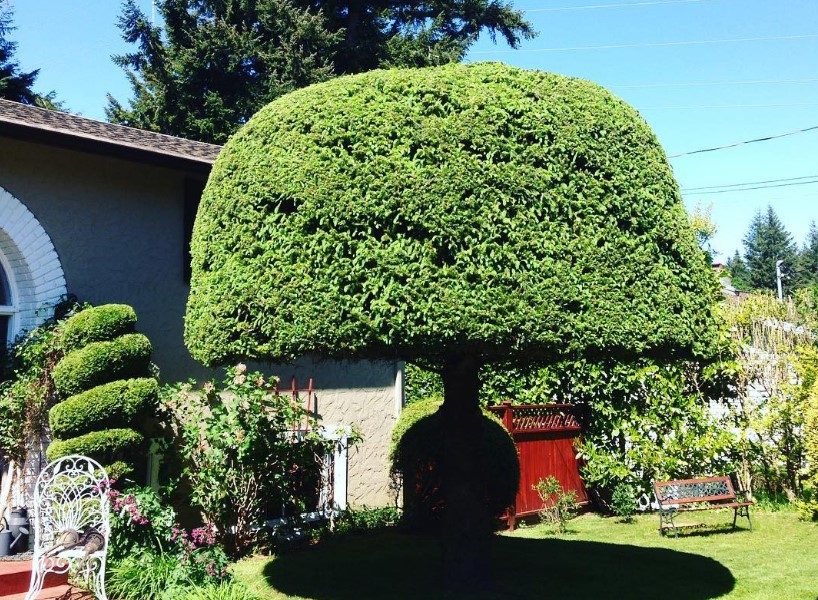 Yards Ahead Landscaping